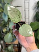 Hoya verticillata silver Heart✨