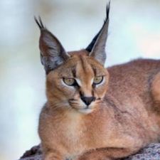 Profile image of Caracal
