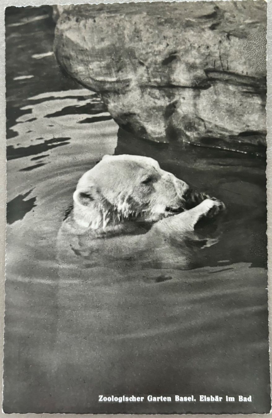 Cartes postales: Basel, Zoo, Eisbär, 1949 – D'occasion à Frauenfeld par Merk52