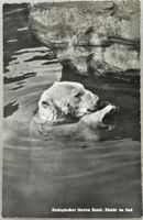 Basel, Zoo, Eisbär, 1949