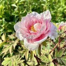 Profile image of Rose-77