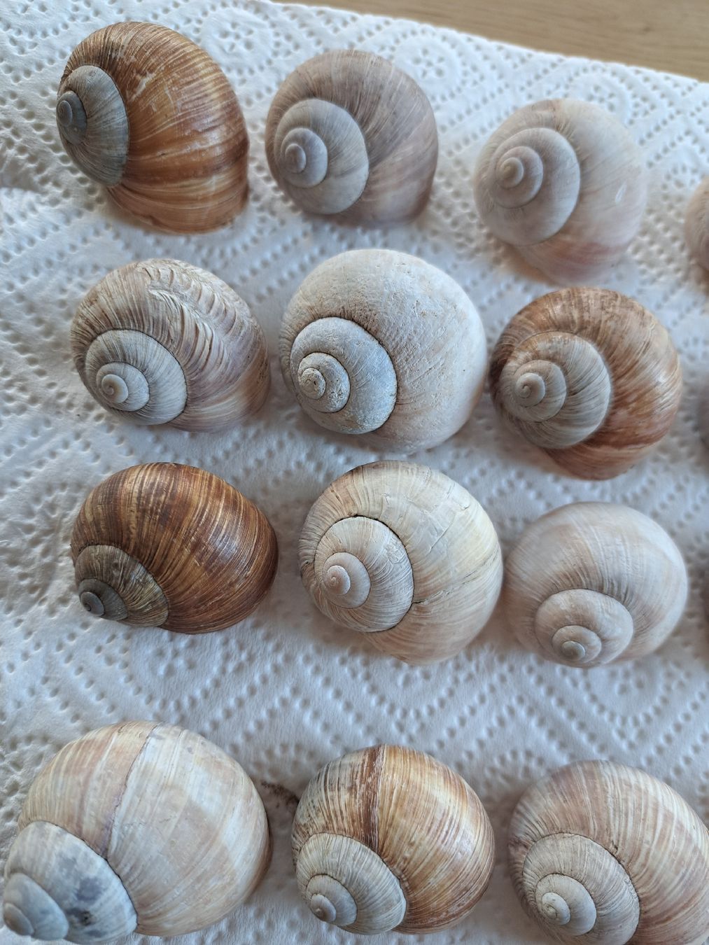 Alle Dekorationen: 50 echte Weinbergschneckenhäuser – Neu (gemäss Beschreibung) aus Ebnat-Kappel von Zurk 2