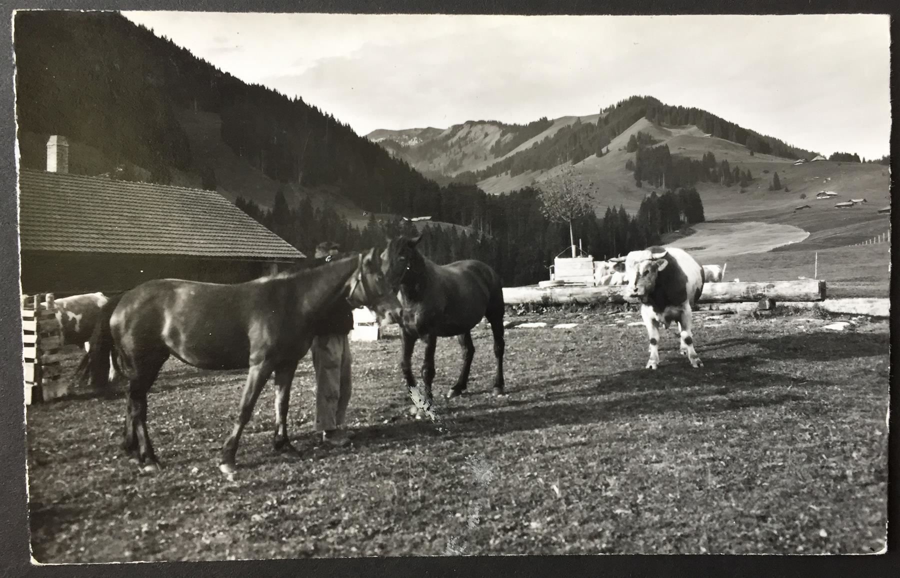 Ansichtskarten: OBERWIL i.S. Morgen auf Rossberg - Pferde – Gebraucht aus Jona von philajona