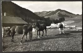 OBERWIL i.S. Morgen auf Rossberg - Pferde