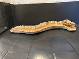 Skelett Dinosaur Haifischzahn Fantasy