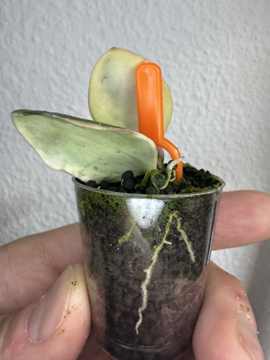 Piante & sementi: Hoya incurvula 'Palta' albomarginata – Usato da Zürich venduto da thishoyaofmine 1