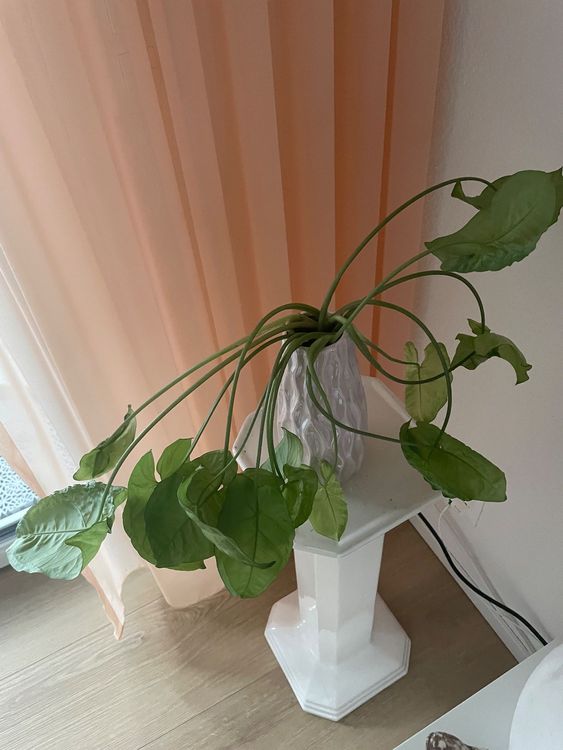4 Wunderschne Monstera Ableger zu verkaufen, Kletterpflanze (Gebraucht) in  Winkel fr CHF 5  mit Lieferung auf Ricardo kaufen