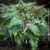 Davallia Mariesii Stenolepis - für Dein helles Badezimmer