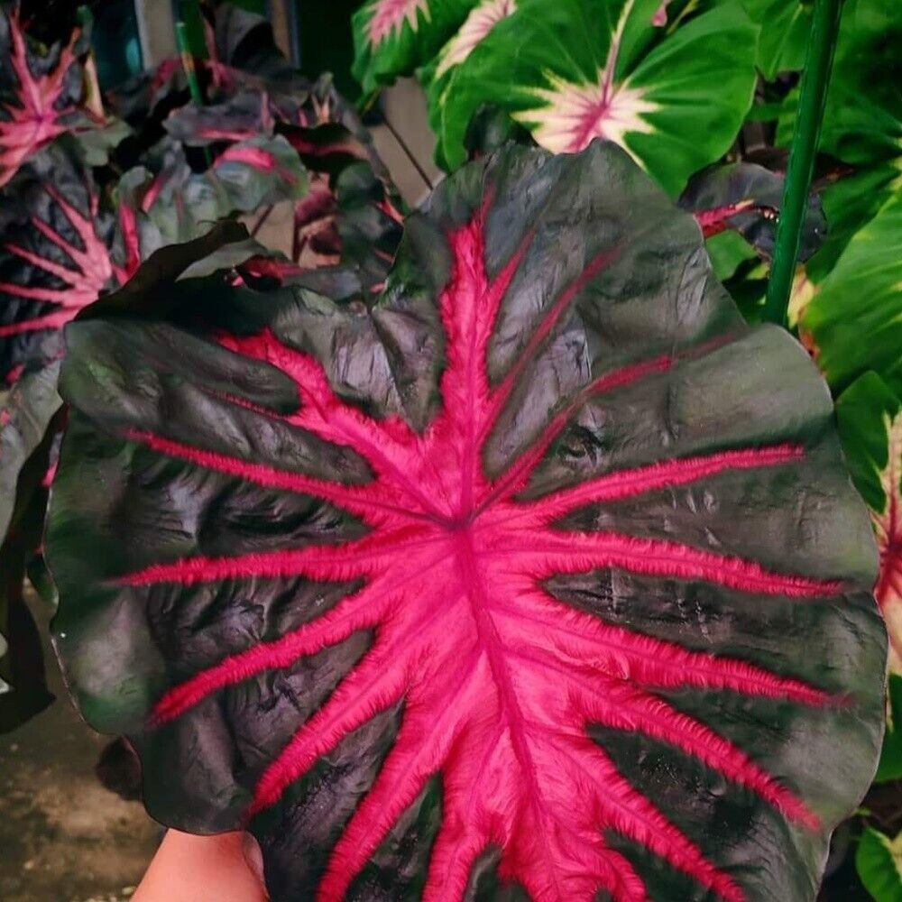Piante & sementi: Colocasia COREDE REDEMPTION COLLECTION – Nuovo (secondo la descrizione) da Bremblens venduto da FIBONACCI369