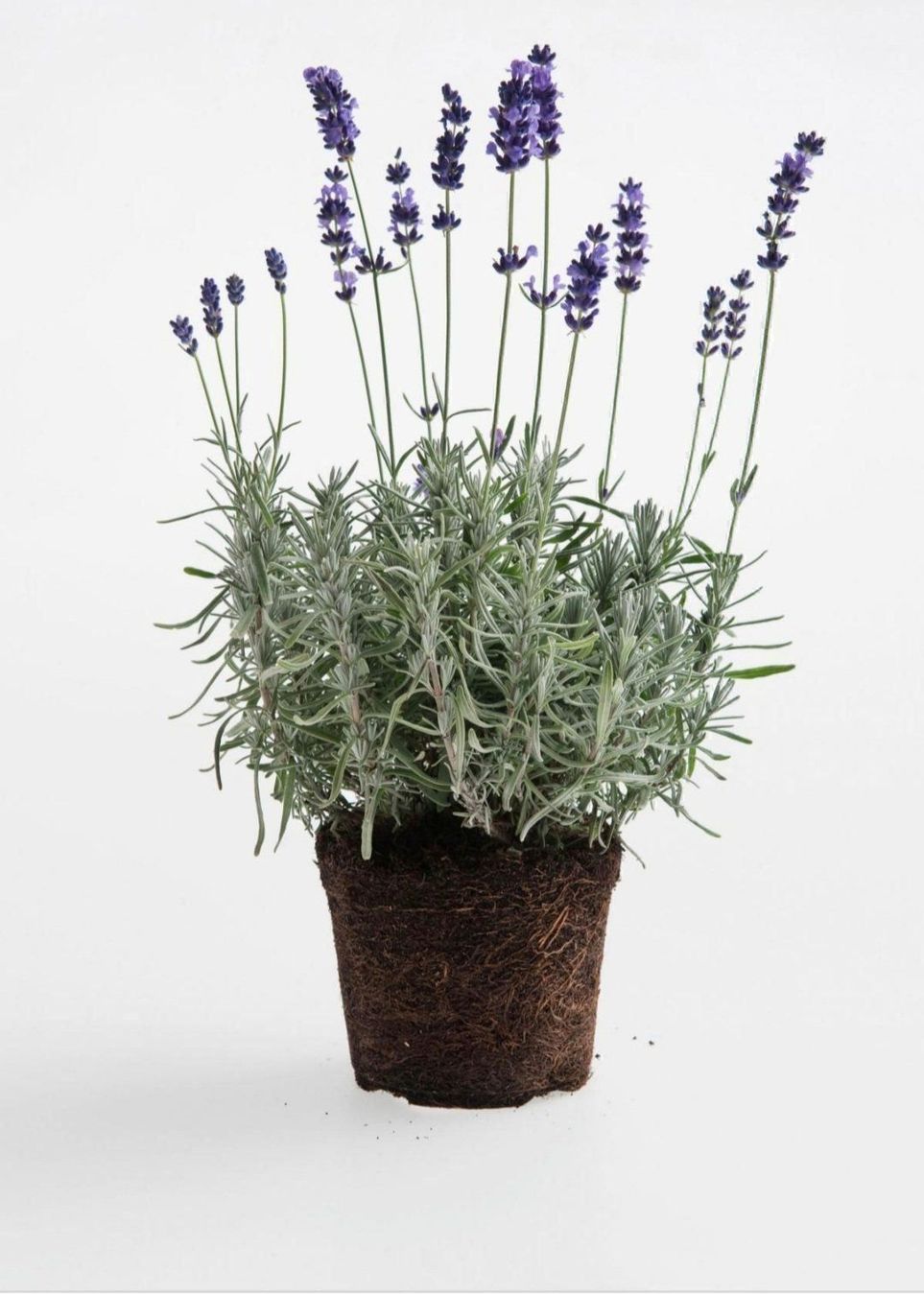 Piante & sementi: Lavendel – Nuovo e nell'imballaggio originale da Eschenbach LU venduto da rap_9fdh