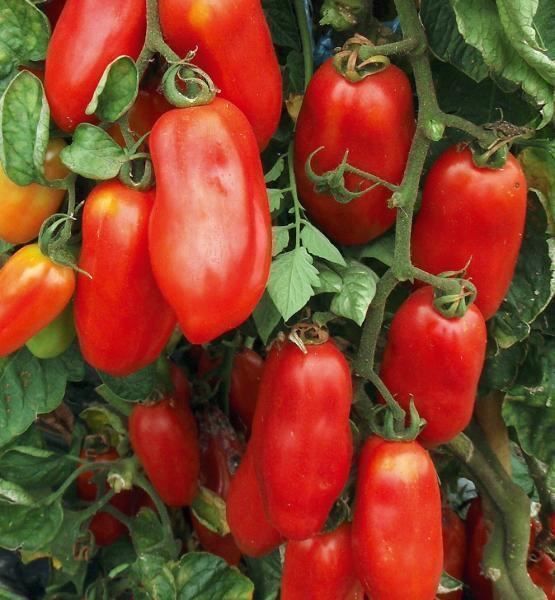 Piante & sementi: 50 Samen Tomate SAN MARZANO Alte Sorte IT – Nuovo (secondo la descrizione) da Ehrendingen venduto da VerveinaSamen 1