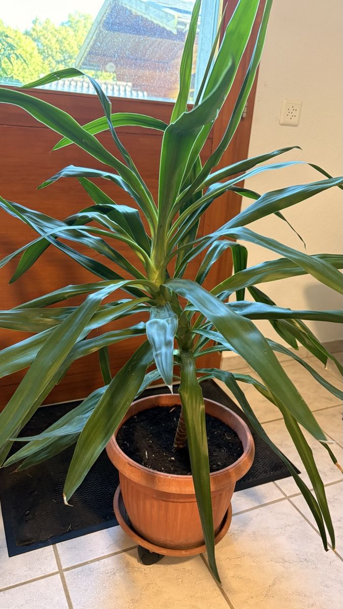 Plantes & graines: Yucca Palme im Topf mit Untersetzer – Neuf (Voir description) à Basel par ann_7w6q 4