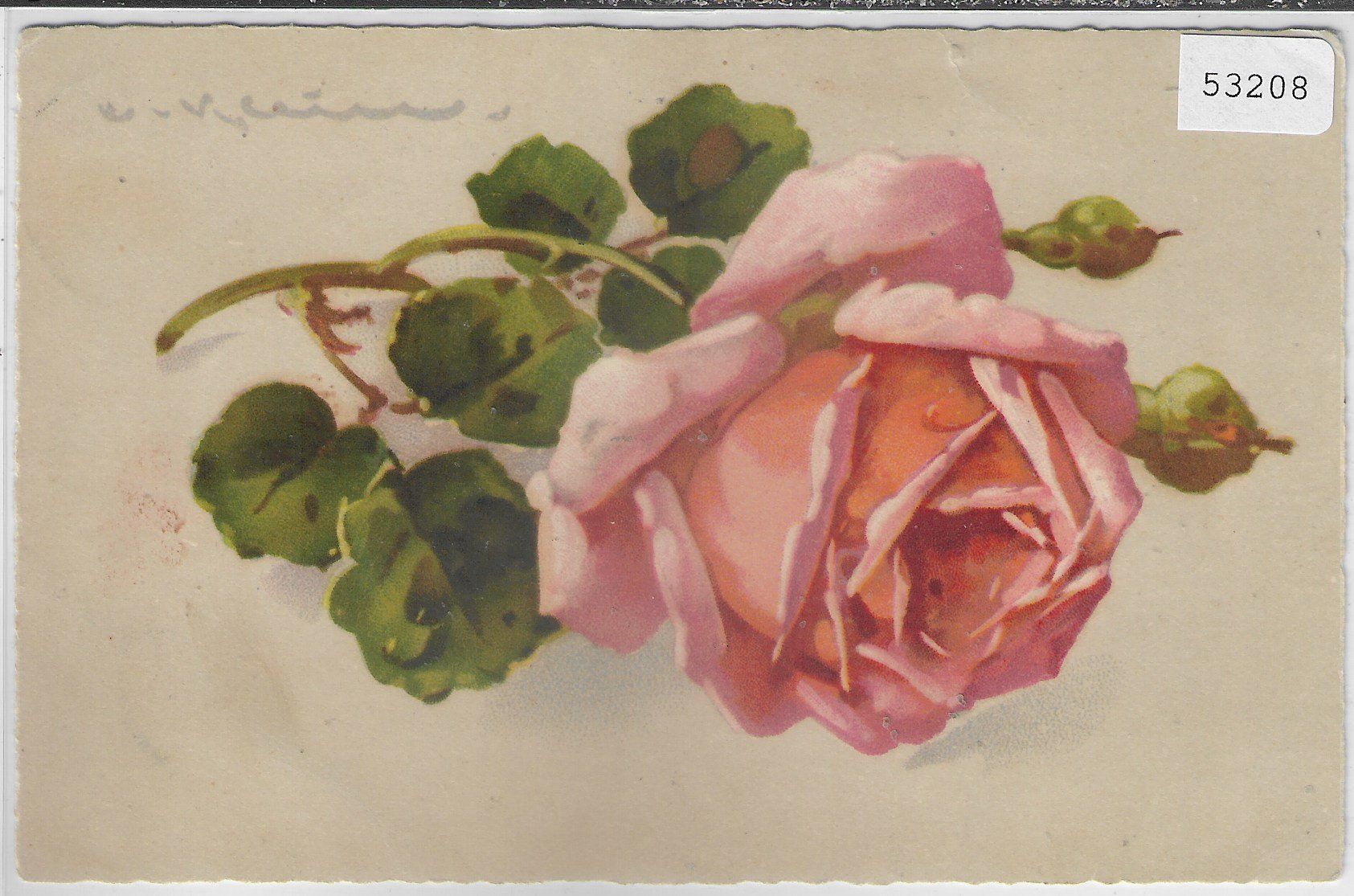 Ansichtskarten: Catharina Klein - Rose – Gebraucht aus Ettingen von Kartenplanet