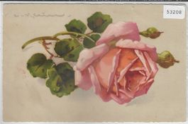 Catharina Klein - Rose