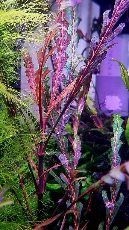Tutte le macchine: 21. Hygrophila pinnatifida – Usato da Schwyz venduto da zpm3atlantis 1