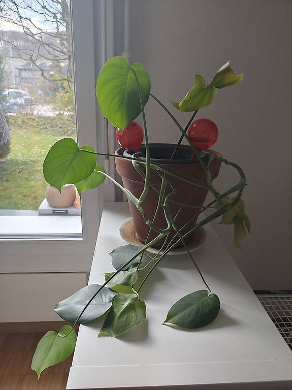 Piante & sementi: 2x Ableger Monstera deliciosa – Usato da Sursee venduto da ste_hjy9