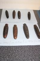 Uhrengewichte für Kuckucksuhren
