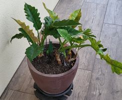 2 im einem Philodendron ring of fire