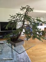 Bonsai Yamadori Fichte im Rechtecktopf frisch gedrahtet