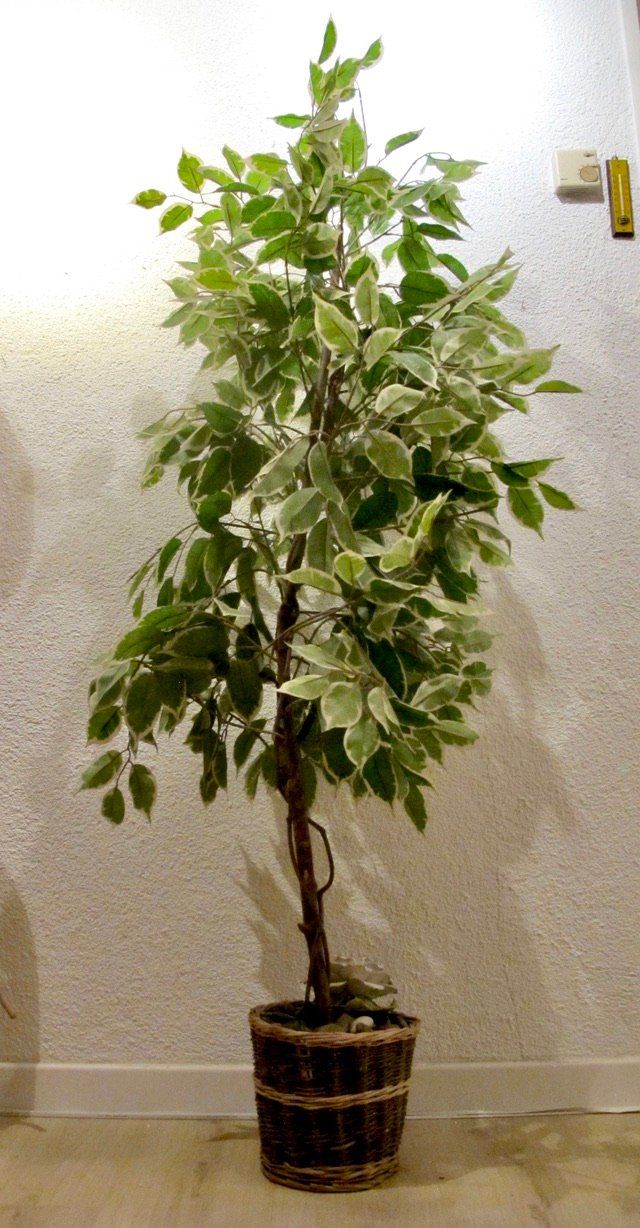 Piante & sementi: Kunstbaum Ficus Benjamini Deko Pflanze Baum – Usato da Wil ZH venduto da Arbolero