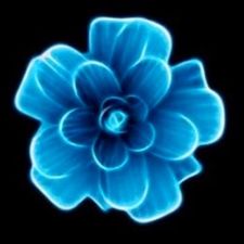 Profile image of handspringer