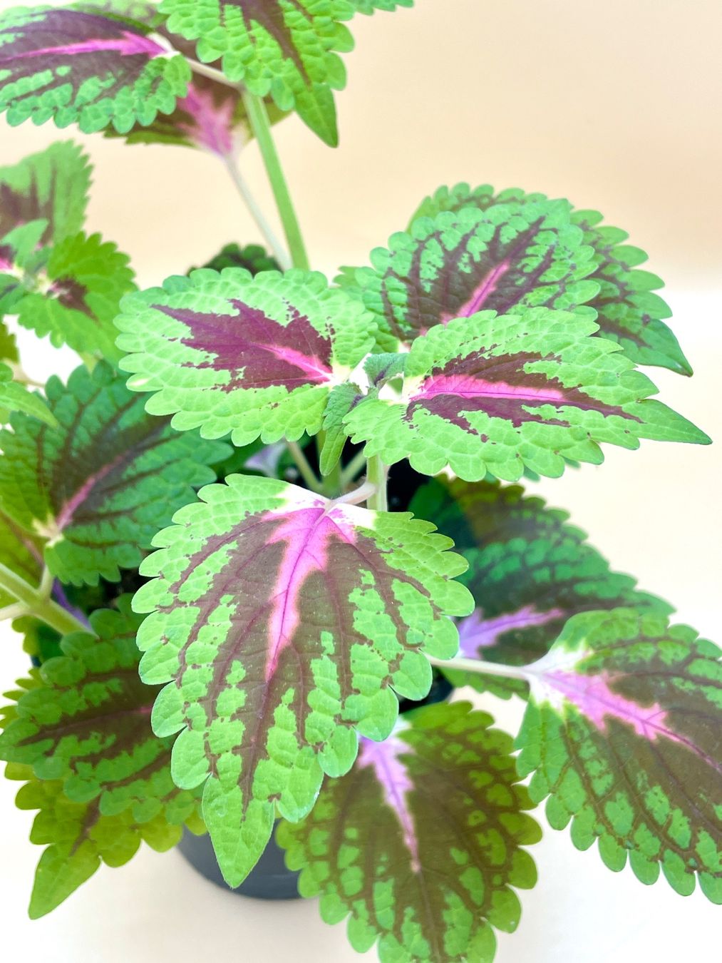 Plantes & graines: Buntnessel (Coleus) – Neuf (Voir description) à Zürich par Leafscape 1