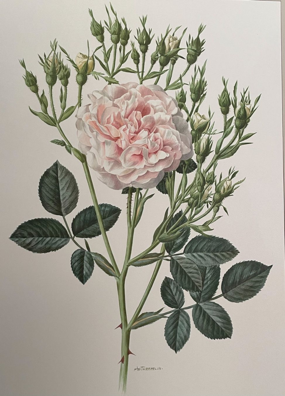 Bücher: Roses d’antan – Gebraucht aus Bärau von Bluemli21 4