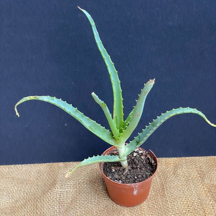 Aloe Arborescens Erste Hilfe Aloe Kaufen Auf Ricardo 7287