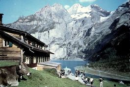 KANDERSTEG Hotel Oeschinensee, Kuh