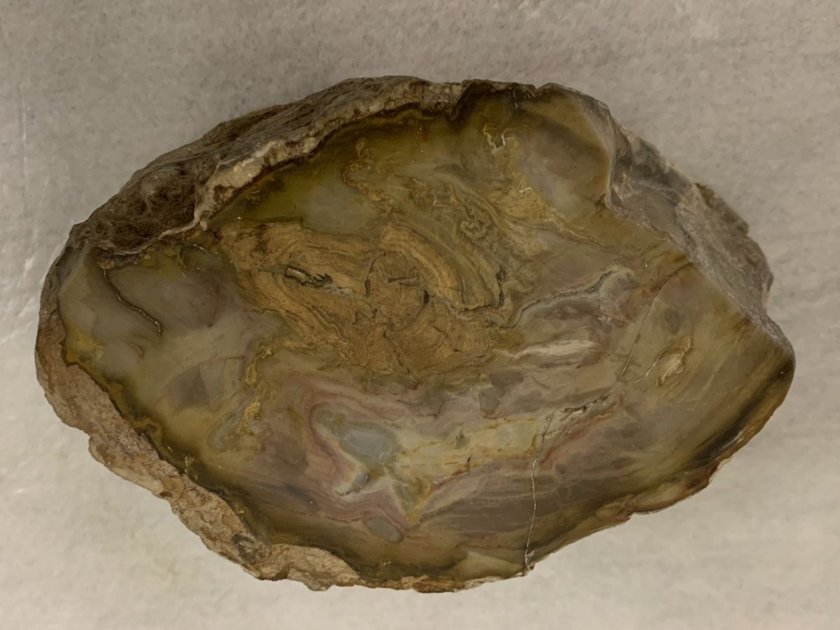 Fossilien: Versteinertes Holz 1.8 kg polierter Stein – Neu (gemäss Beschreibung) aus Erlenbach ZH von Ritschly 6
