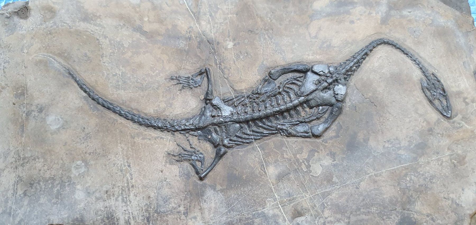 Fossili: KEICHOUSAURUS HUI SCHWIMMSAURIER CHINA – Usato da Lenzburg venduto da Reto013 2