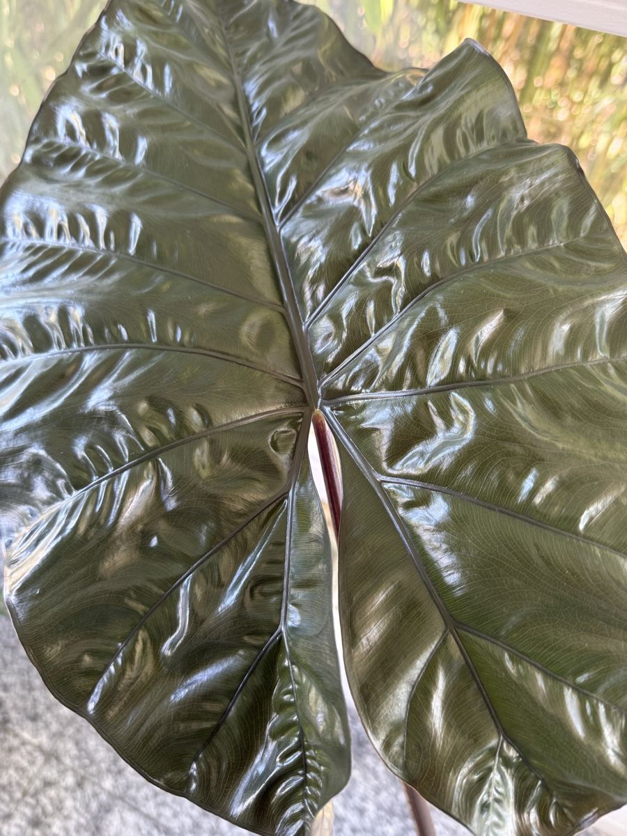 Pflanzen & Samen: Alocasia Zimmerpflanze – Gebraucht aus St. Pantaleon von Ymanu 1