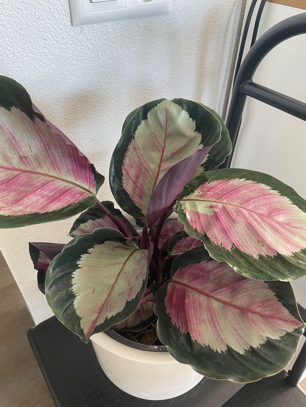 Pflanzen & Samen: Calathea Roseopicta with ceramic pot – Gebraucht aus Uster von momogarden 1