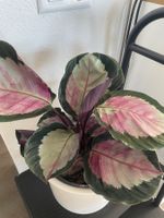 Calathea Roseopicta Zimmerpflanze wie neu