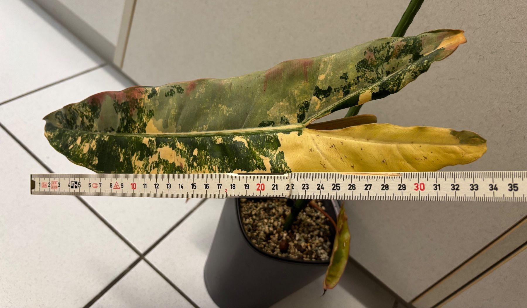 Plantes & graines: Philodendron Billietiae Variegata – D'occasion à Zollikerberg par Jvac 2