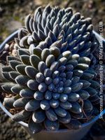 Sinocrassula Yunnanensis - fast schwarze Sukkulenten-Rarität