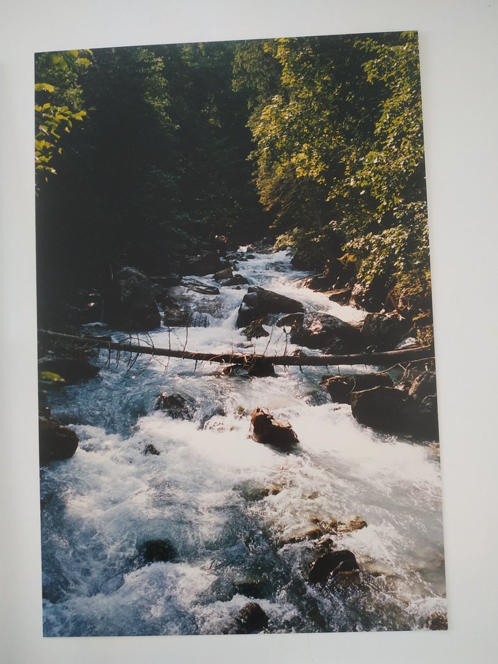 Foto & Immagini: Foto "Bach" 24x35cm – Nuovo (secondo la descrizione) da Wangs venduto da son_klein
