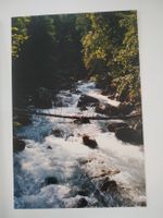 Foto "Bach" 24x35cm