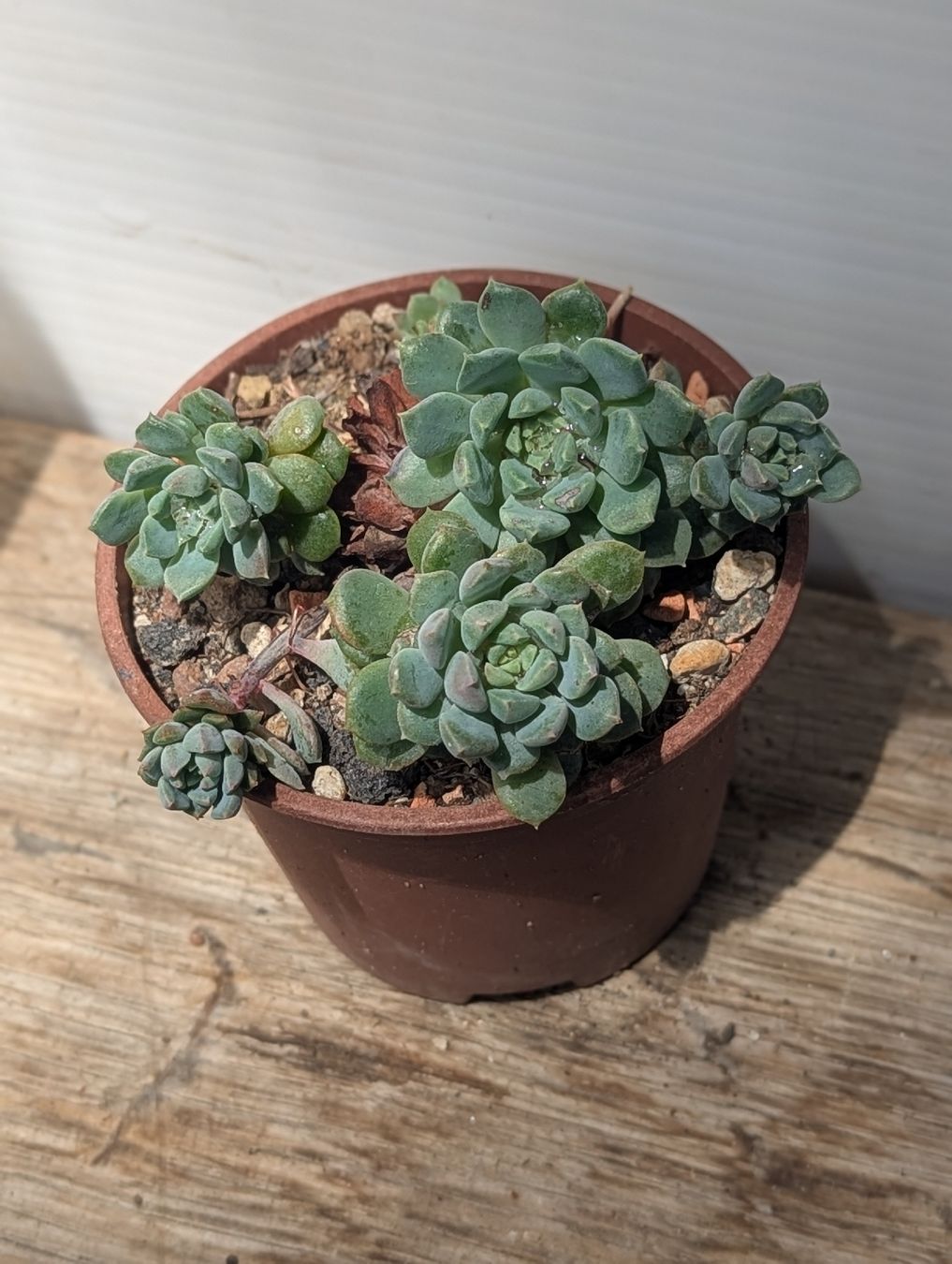 Piante & sementi: Echeveria elegans – Usato da Comano venduto da che_8lc2 1