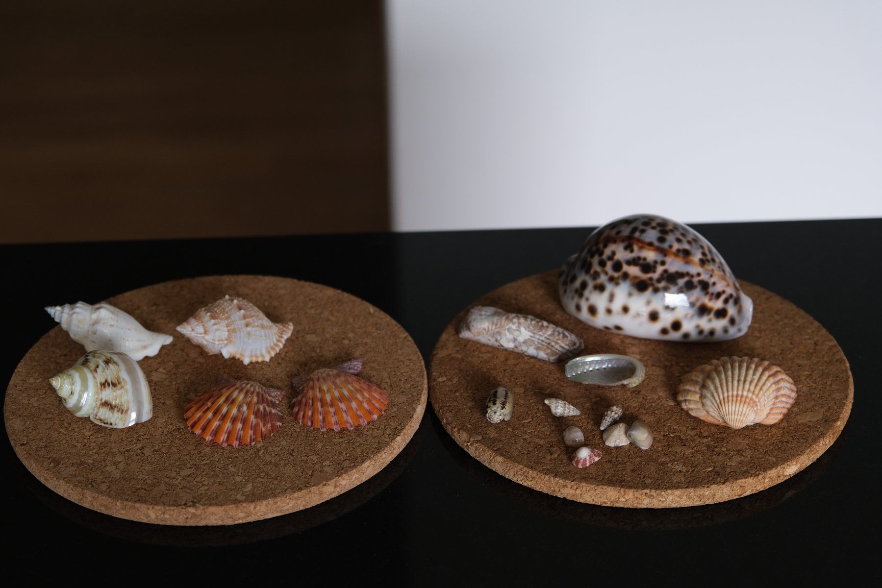 Alle Dekorationen: Verkaufe verschiedene Muscheln – Gebraucht aus Olten von RABe2000