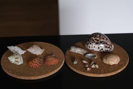 Verkaufe verschiedene Muscheln