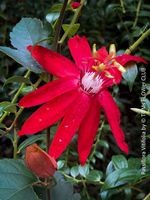 Passiflora Vitifolia - karminrote Passionsblume - kletternd