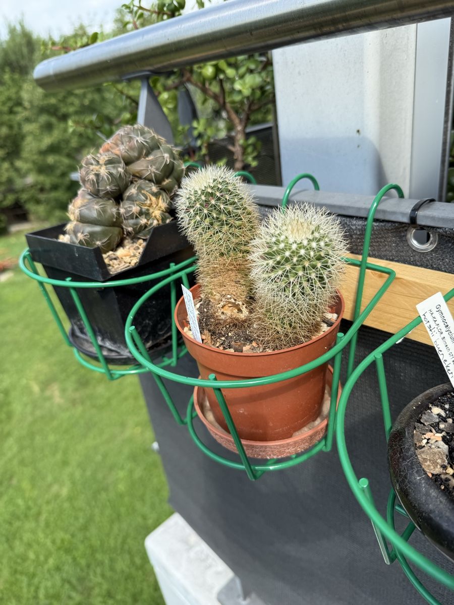 Pflanzen & Samen: Mammillaria spinosissima – Gebraucht aus Rorbas von SimS0n 1