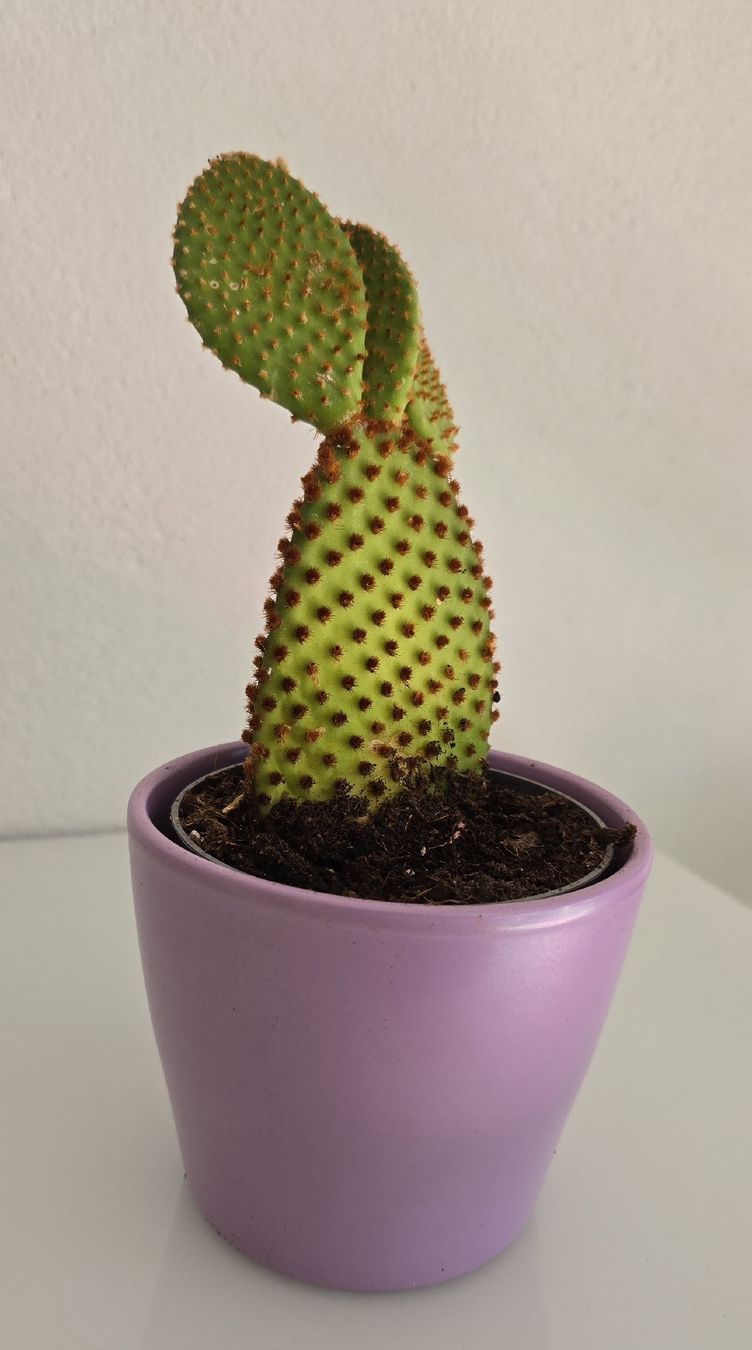 Piante & sementi: Schöner Feigenkaktus (Opuntia) – Nuovo (secondo la descrizione) da Aarburg venduto da Glitzerschein 1