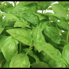 Profile image of Basilico