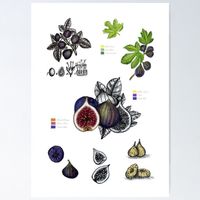 A4 Frucht Druck Art Print von Handgemalte Botanische Feige