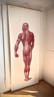 Anatomische Lehrtafel – Muskulatur Rückansicht - XL