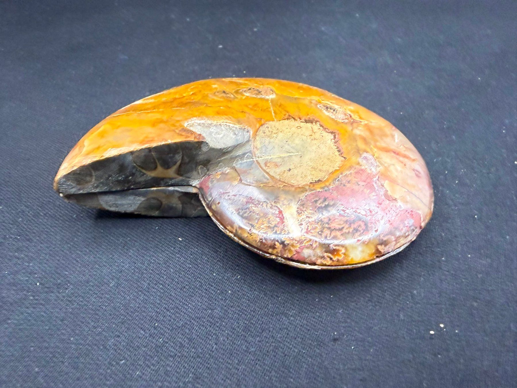 Fossilien: Ammoniten-Paar – Gebraucht aus Schinznach Bad von Demerald 5