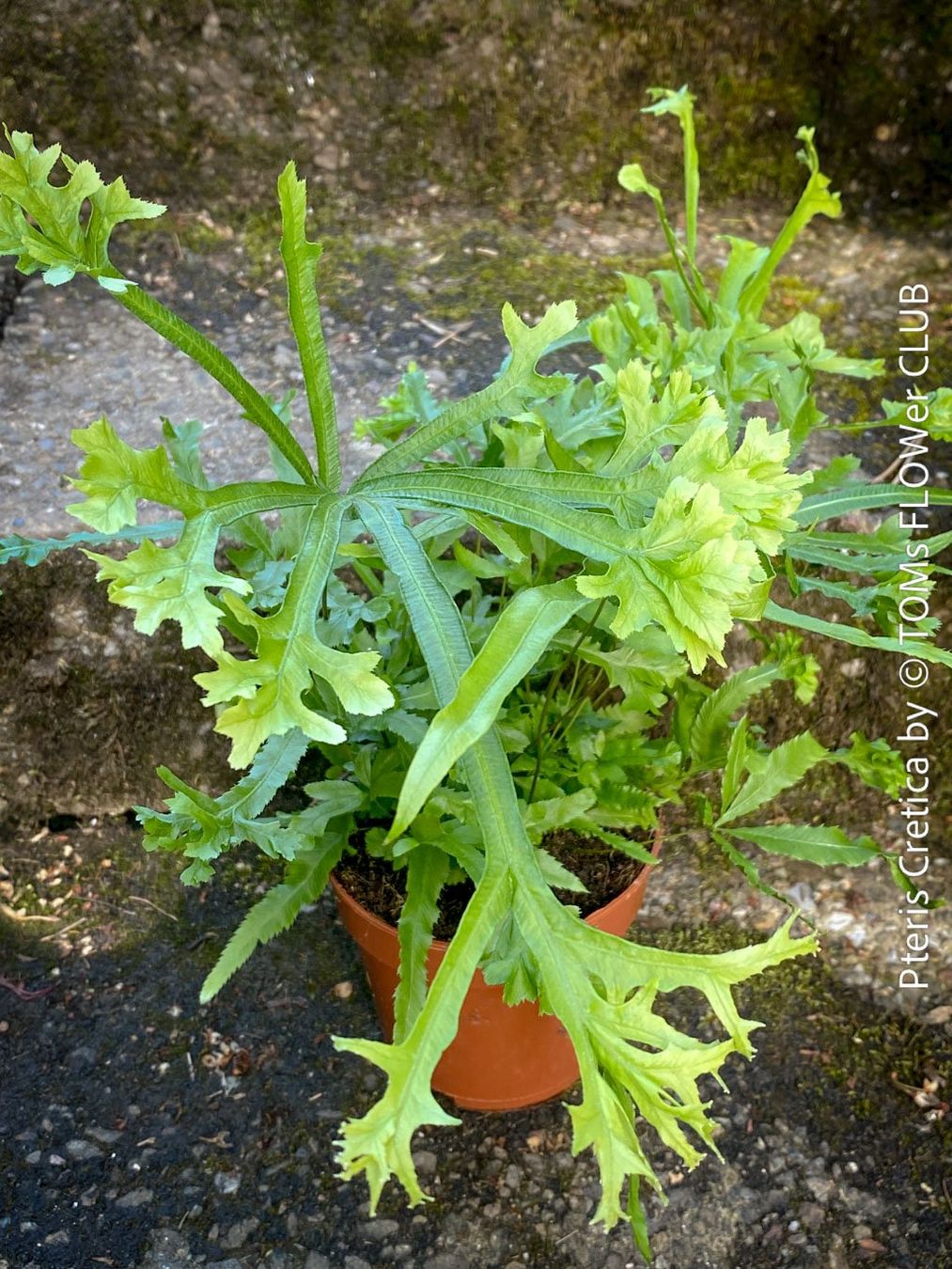 Piante & sementi: Pteris Cretica - Eleganter Zimmerfarn – Nuovo e nell'imballaggio originale da Adliswil venduto da TAKEYOURPLANT