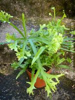 Pteris Cretica - Eleganter Zimmerfarn